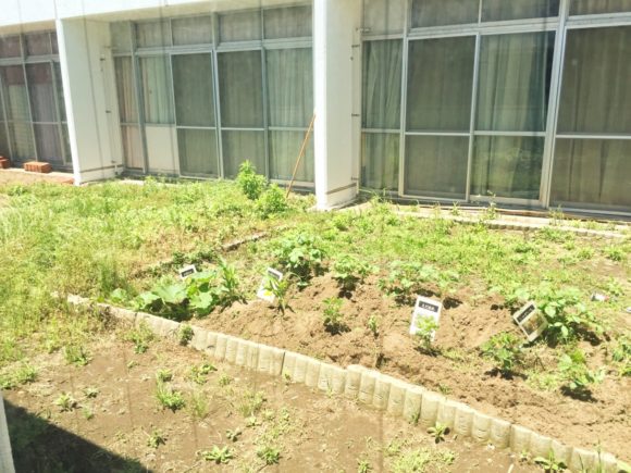 中庭の菜園
